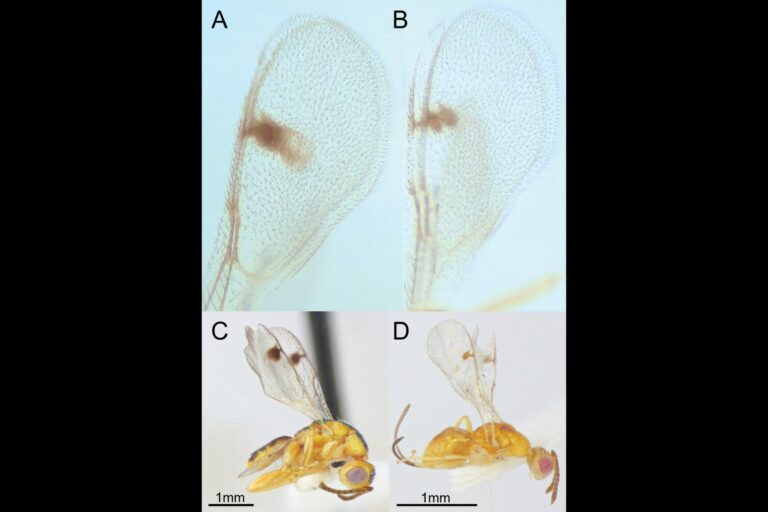 scientists-discover-new-parasitic-wasps-invading-the-u-s-thumb