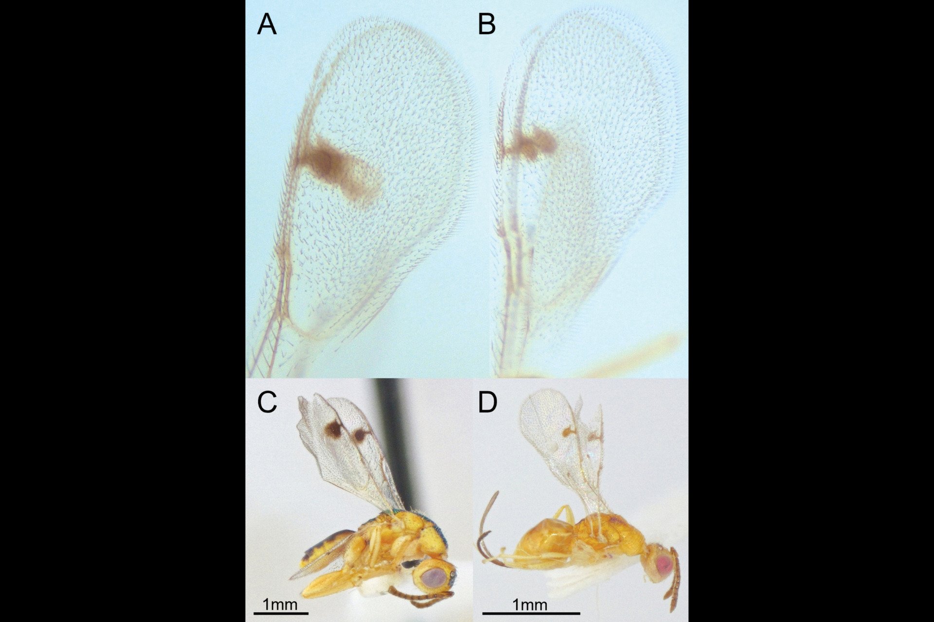 scientists-discover-new-parasitic-wasps-invading-the-u-s-thumb